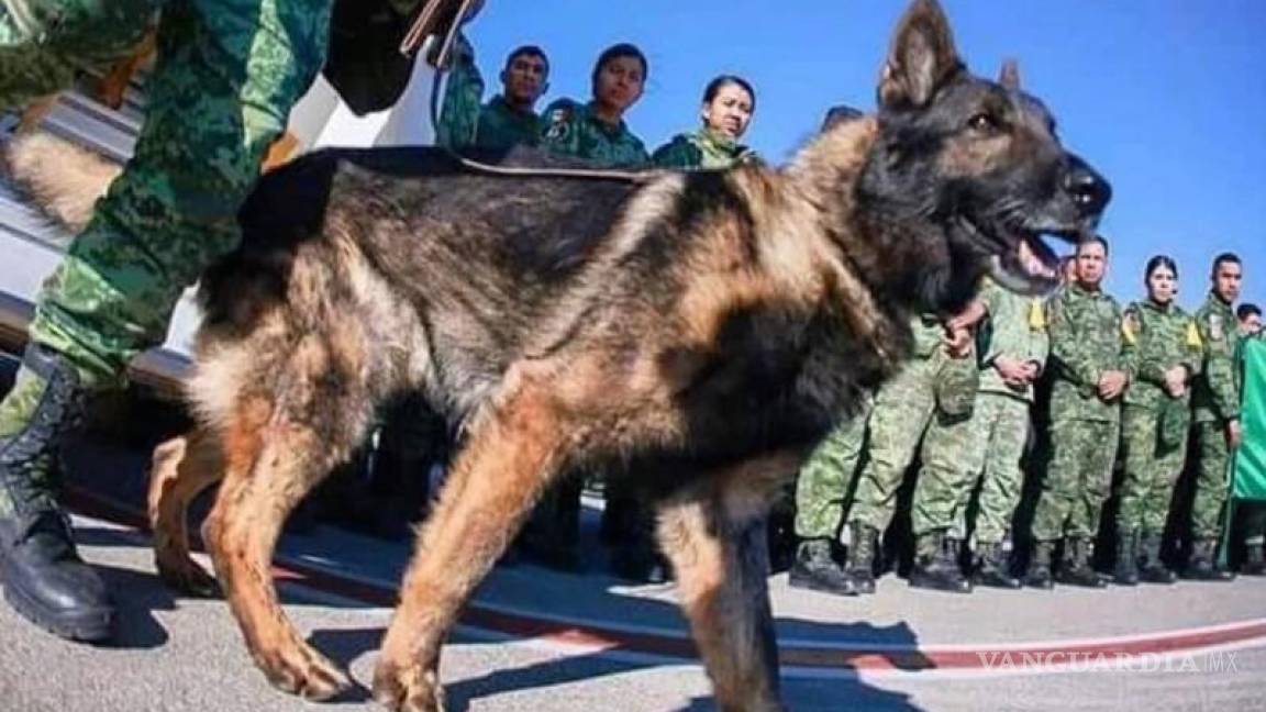 ¿Cómo murió Proteo, el perro rescatista de la Sedena?