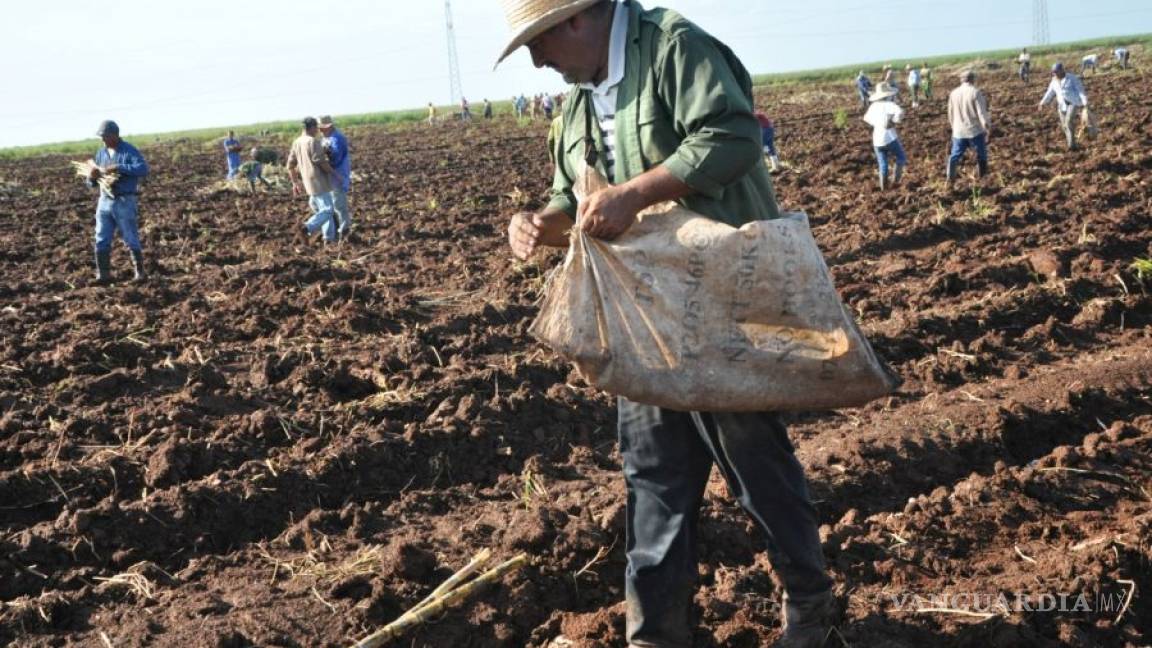 AMLO anuncia inversión de 24 mil mdp para siembra en Veracruz