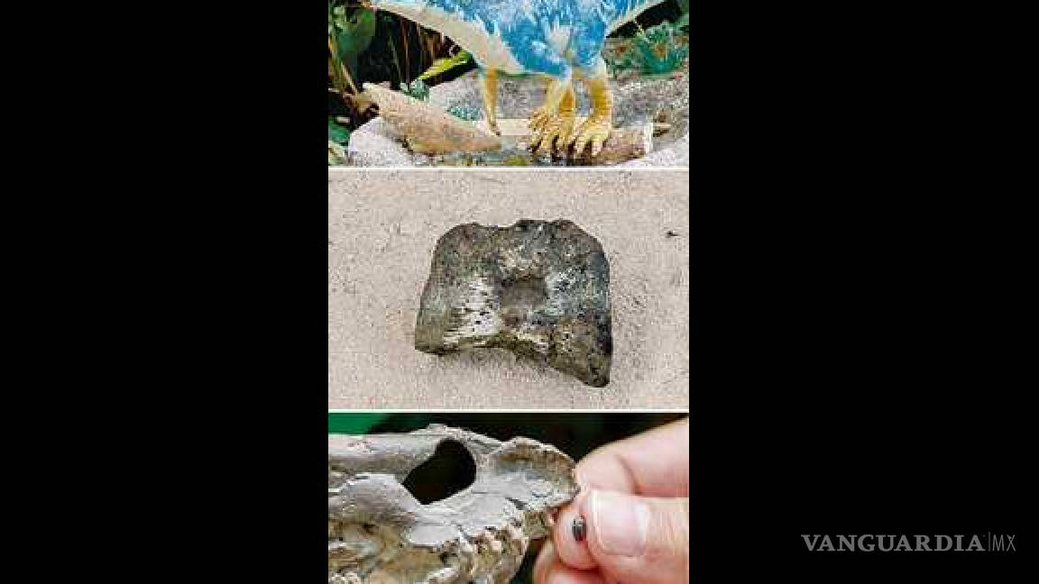 Identifican fósiles de nueva familia de dinosaurios en Coahuila