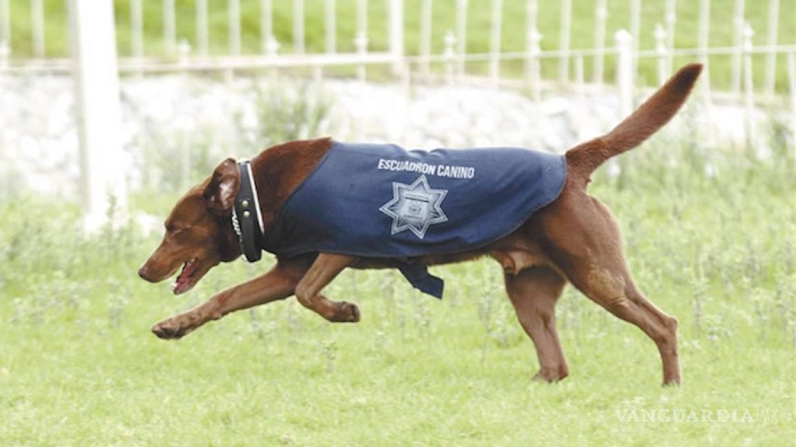 Perros policía hallan 86 kilos de droga en Yucatán