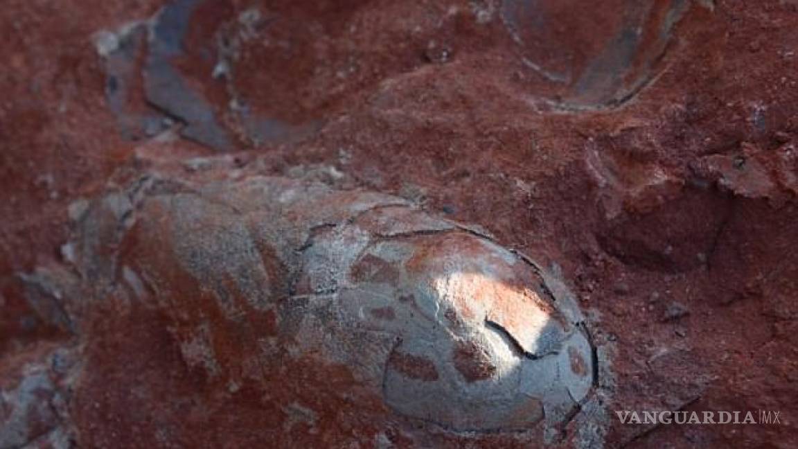 Hallan huevos de dinosaurio fosilizados de 130 millones de años de antigüedad