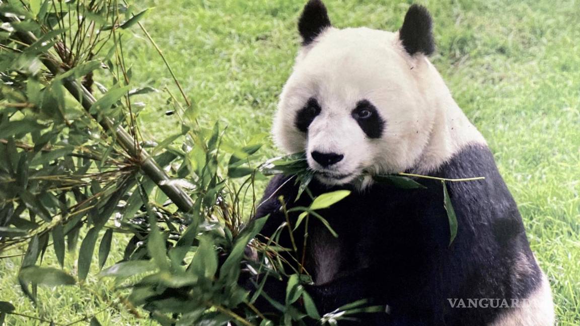 Murió Shuan Shuan, la panda gigante más longeva de México