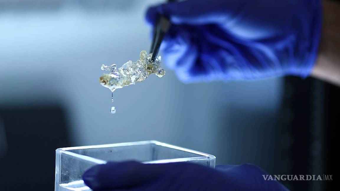 $!Científicos alemanes crean órganos humanos transparentes