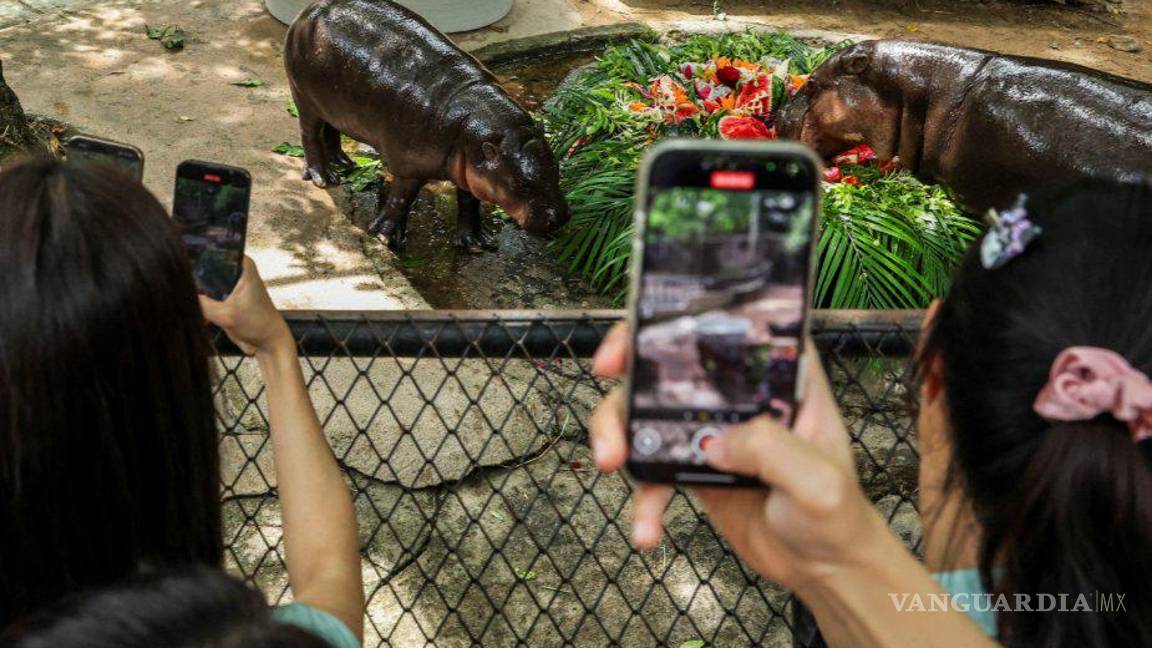 $!¡Feliz cumpleaños, Moo Deng! La hipopótama más famosa y tierna del mundo cumple un año de vida
