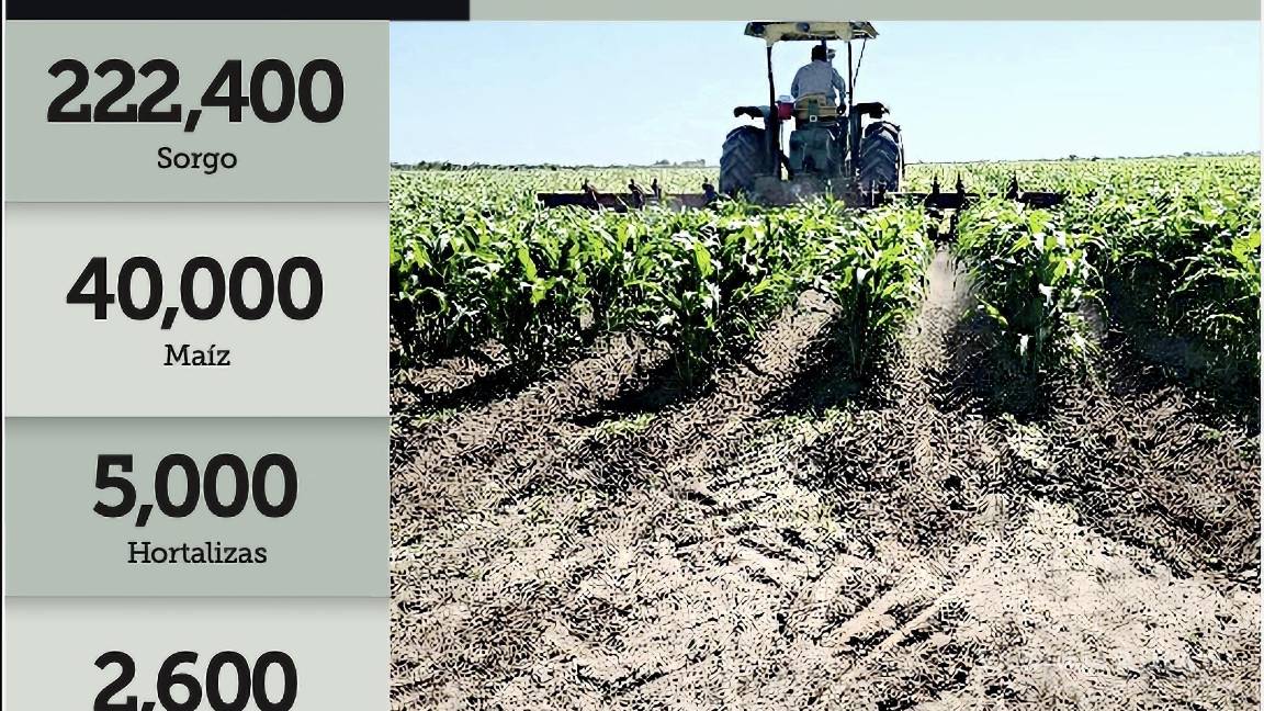 $!De las 270 mil hectáreas sembradas en los Distrito de Riego 025 y 026, al menos 40 mil hectáreas corresponden a maíz mientras que unas 2 mil 600 son de algodón, 5 mil de hortalizas y el resto de sorgo.