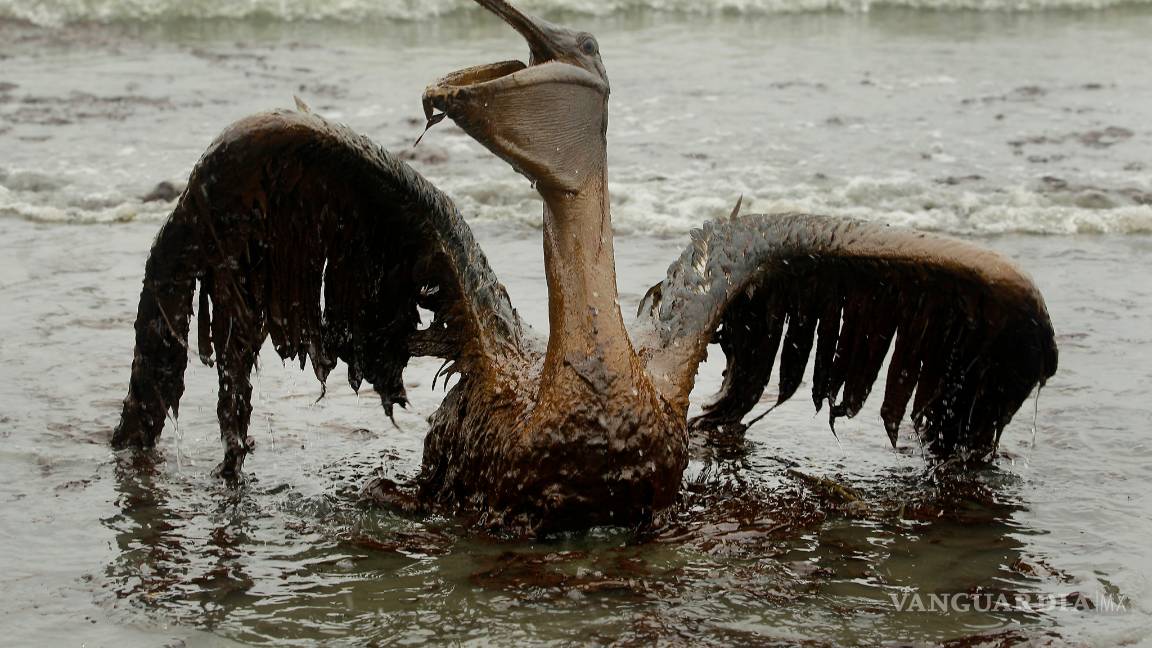 $!A 10 años de la explosión de la plataforma Deepwater Horizon la vida silvestre del Golfo de México sigue siendo afectada