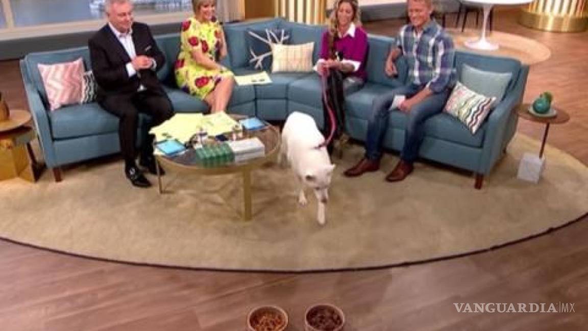 Presumía en TV que su perro era vegetariano... ¡pero él prefirió un plato de carne! (Video)