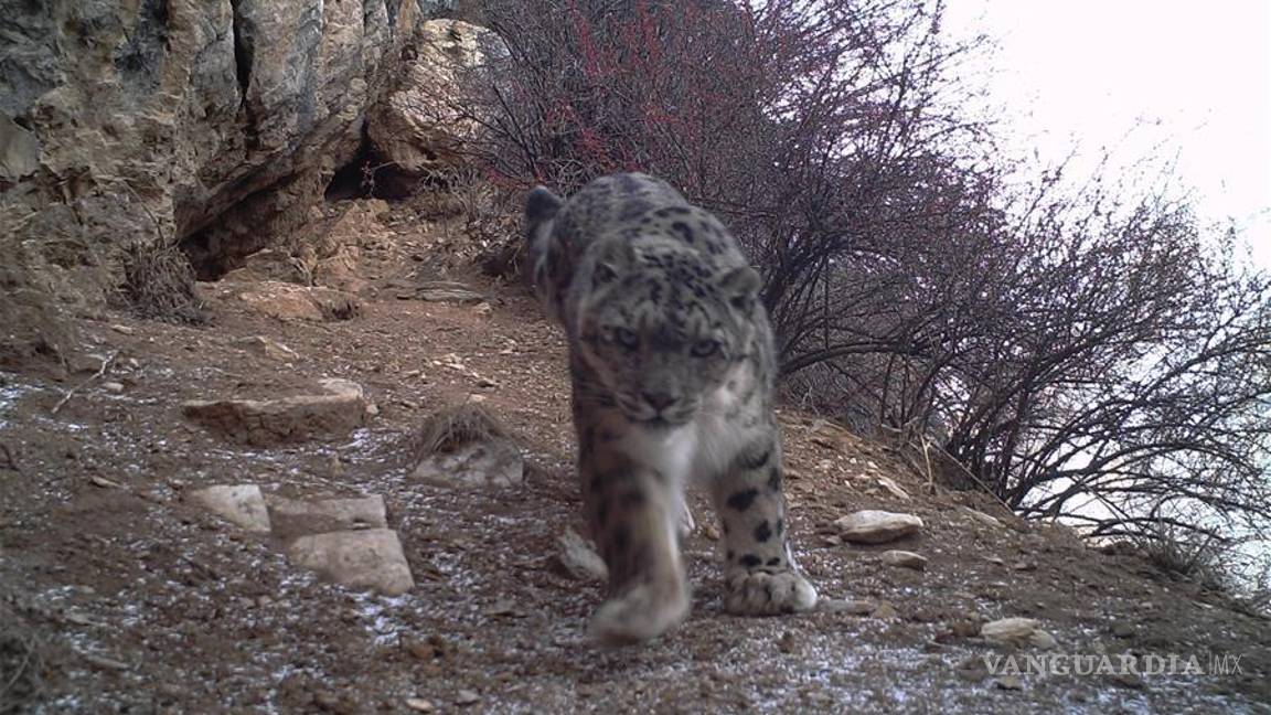 $!Por primera vez avistan a un leopardo de las nieves en el Tíbet