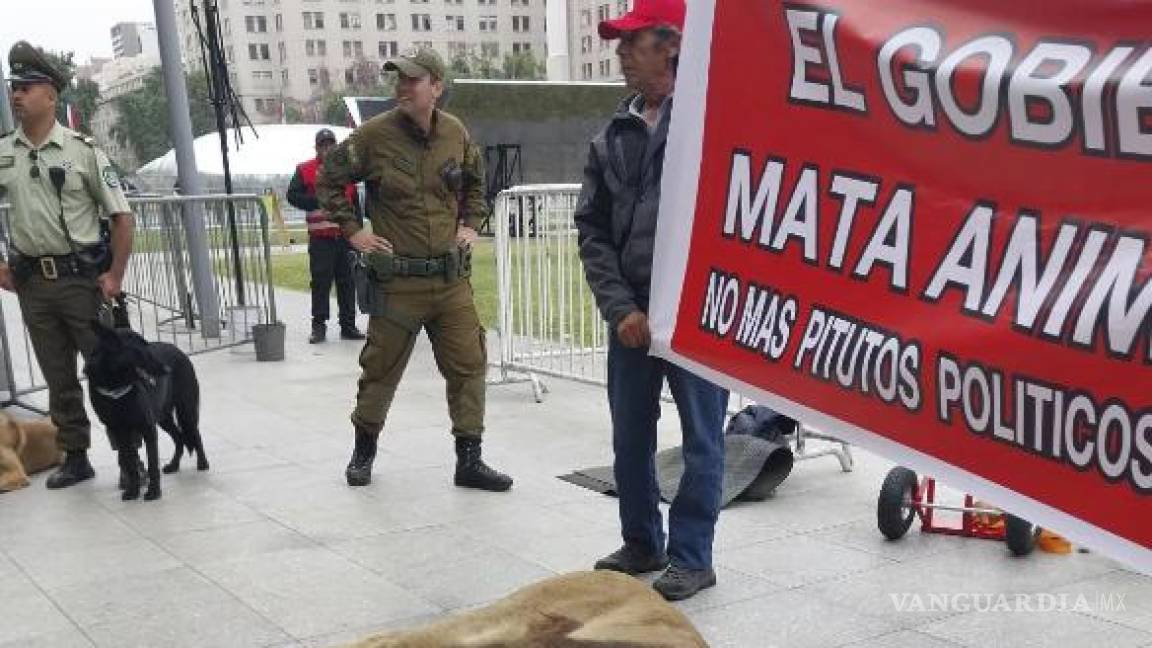 Protestan frente a La Moneda, en Chile, con ¡león sin vida!