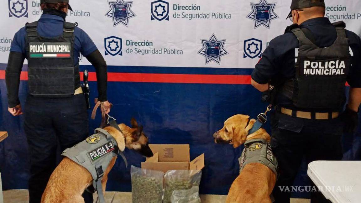 Unidad Canina de la Policía de Torreón detecta envío de mariguana en empresa de paquetería