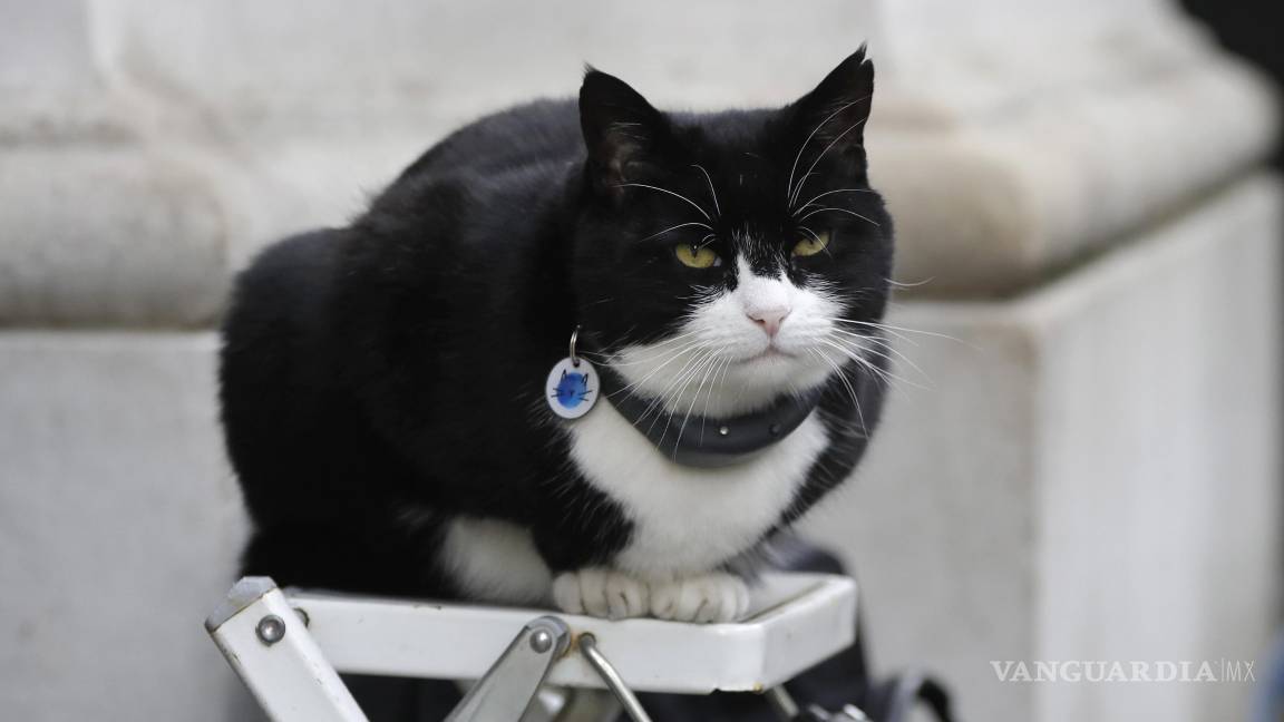 Palmerston, el diplomático felino de Reino Unido, regresa del retiro para un nuevo trabajo