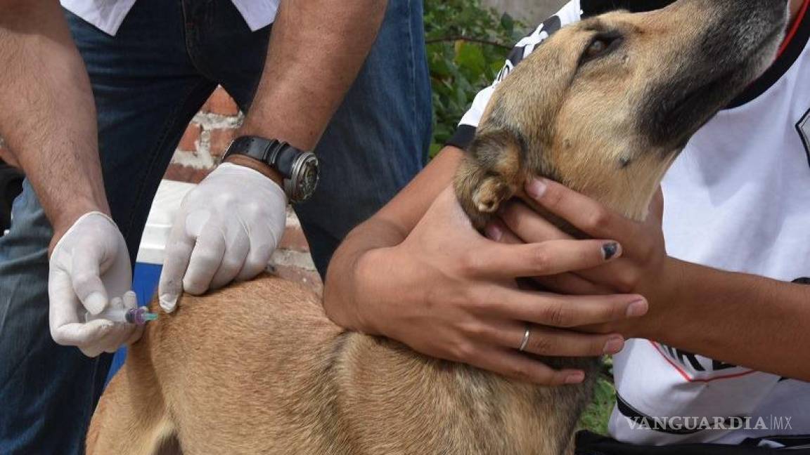 Arman en Acuña brigada para ‘El Amigo Fiel’; Estado y municipio trabajarán en favor de las mascotas