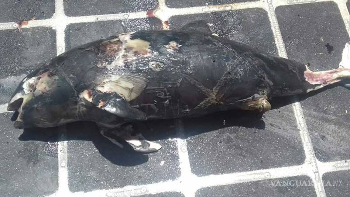 Encuentran tercera vaquita marina muerta en un mes