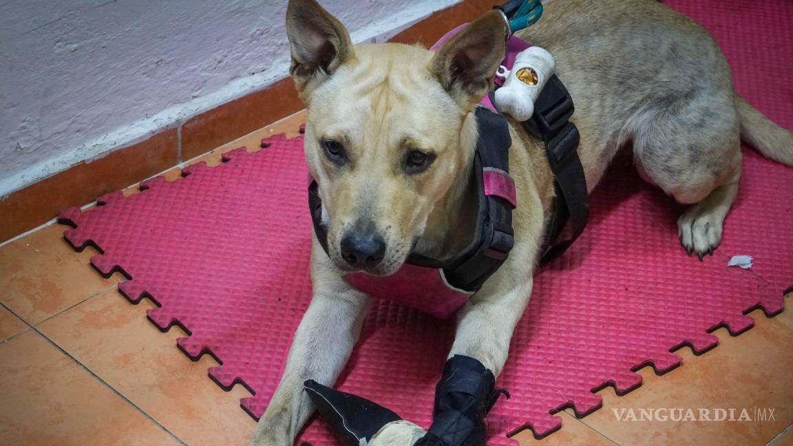 $!Si has presenciado una situación así, puedes presentar una denuncia, y lo mejor: puedes hacerlo de forma anónima.