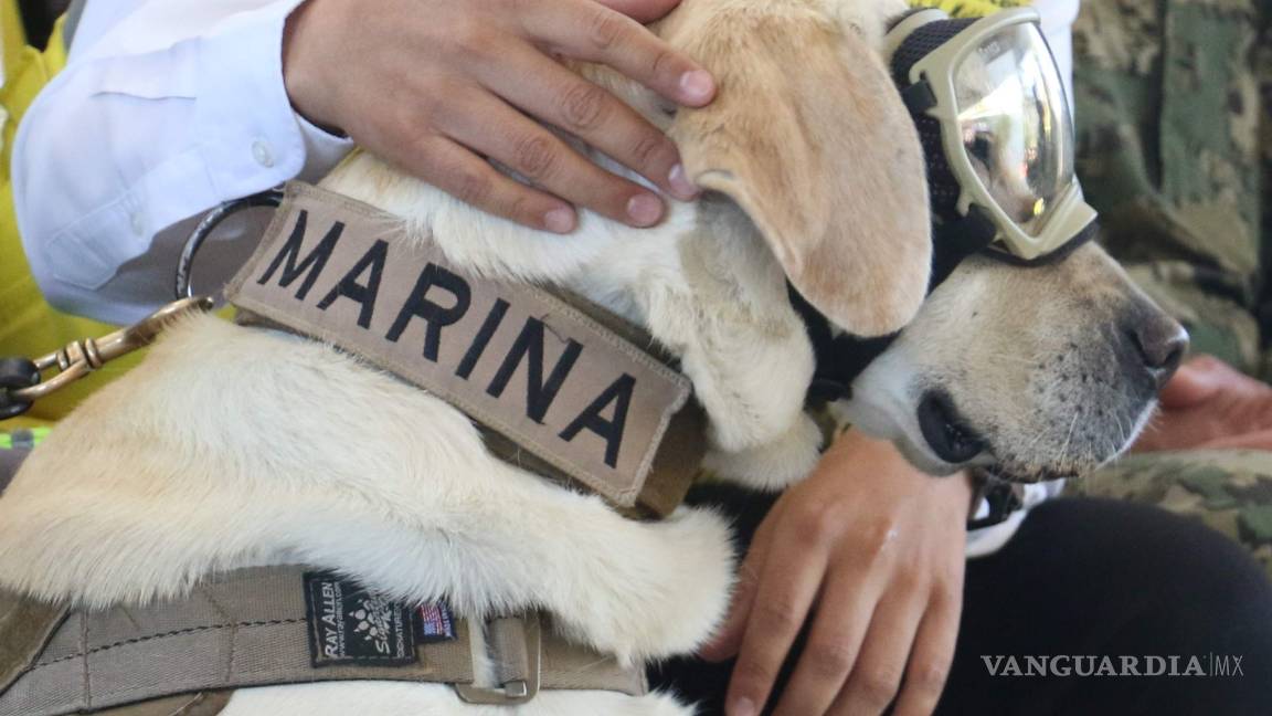 $!¿Qué pasará con ‘Frida’, la perrita rescatista? Te decimos cómo será su vida