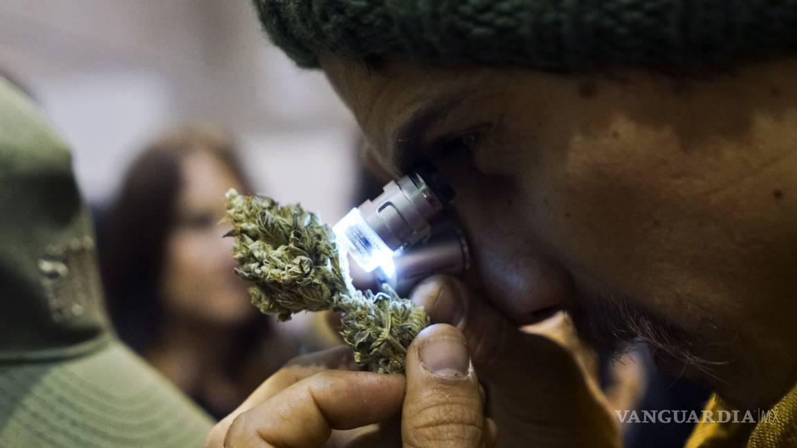 $!Concurso en Uruguay elige las mejores muestras de mariguana