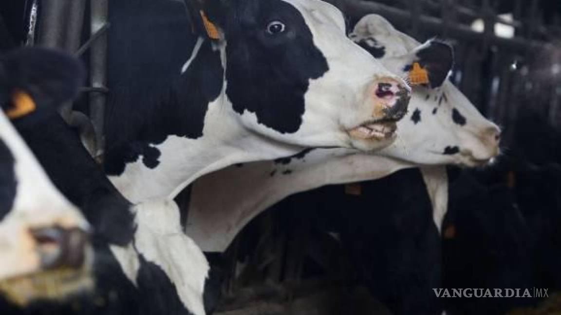 Señala estudio que gripe aviar H5N1 se transmite entre mamíferos desde leche de vaca infectada
