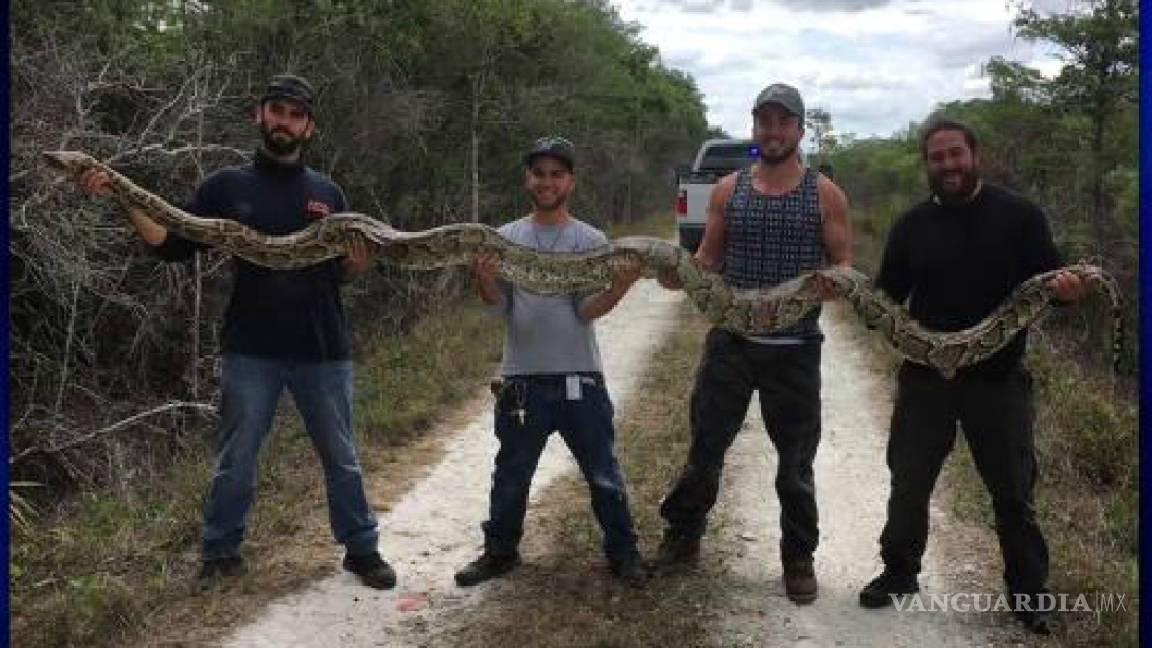 Capturan en los Everglades de Florida una serpiente pitón de 15 pies