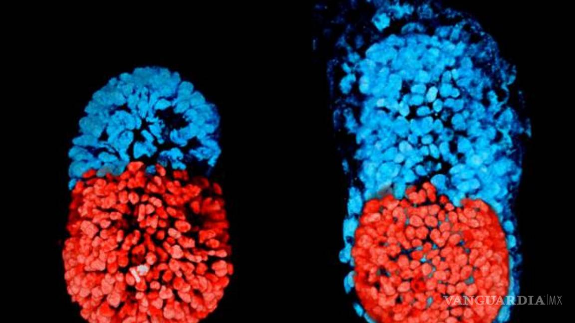 Crean por primera vez un «embrión» de laboratorio con células madre