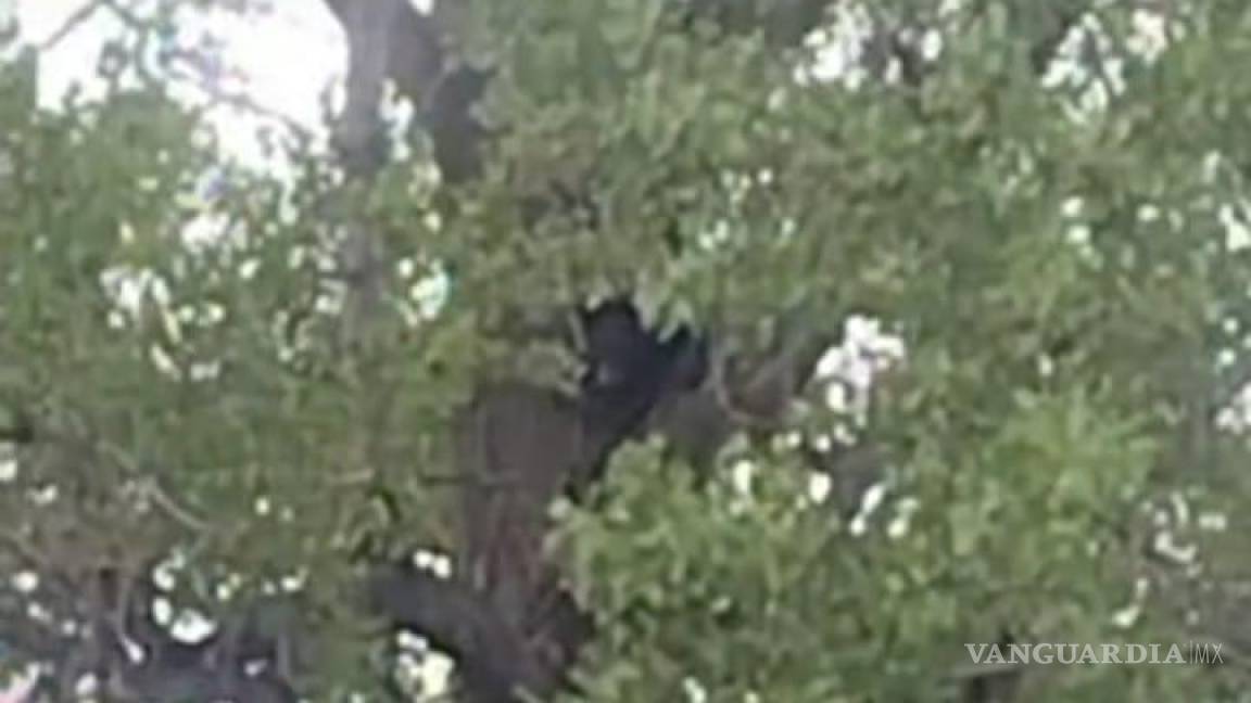 ¡Osos y más osos! Se reporta otro avistamiento en Saltillo