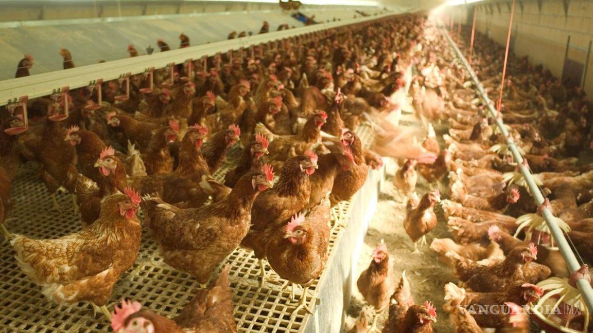 Más de 280 mil aves sacrificadas en Coahuila y Durango por alerta de influenza aviar