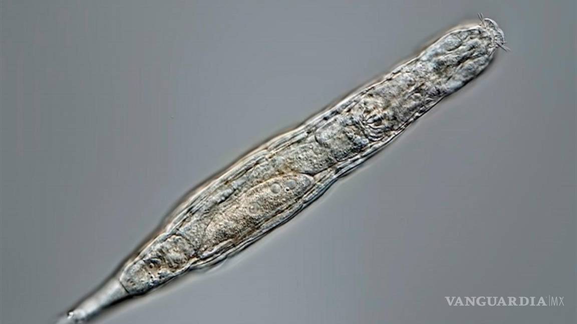 Un animal microscópico sobrevive despertar de estar 24 mil años congelado