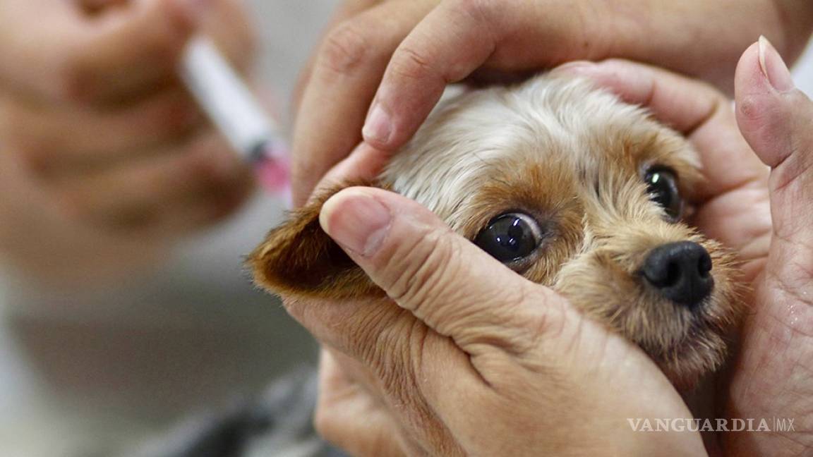 ¿Por qué es tan importante vacunar a tu mascota?