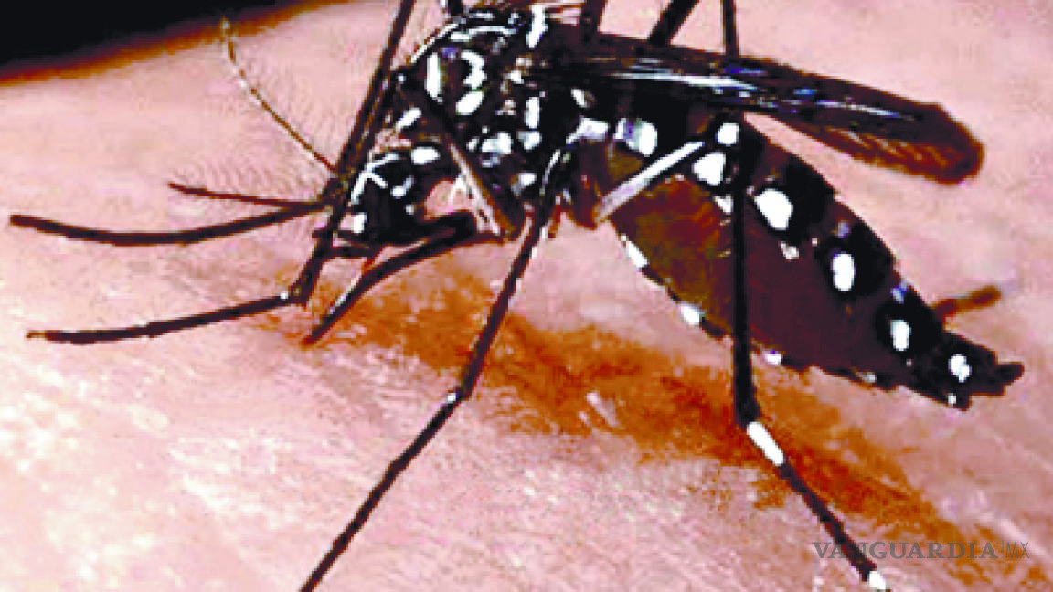 Sigue batalla contra mosquito causante del Chikungunya, dengue y Zika