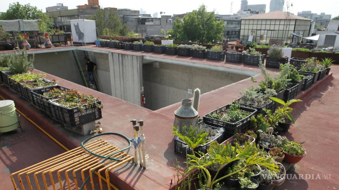 $!Huertos urbanos, pequeños pulmones que respiran en las azoteas de la Ciudad de México