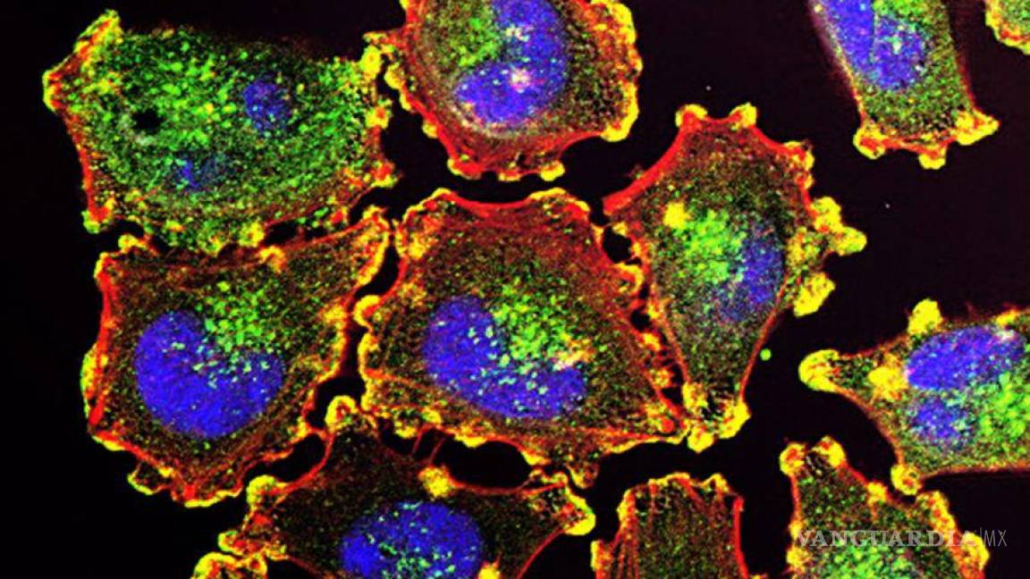 Un equipo de científicos logra identificar un aditivo que promueve una potente inmunidad frente al cáncer