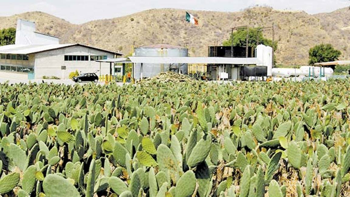 $!Mexicanos hacen gasolina de nopal, y sí funciona; ahora buscan crecer