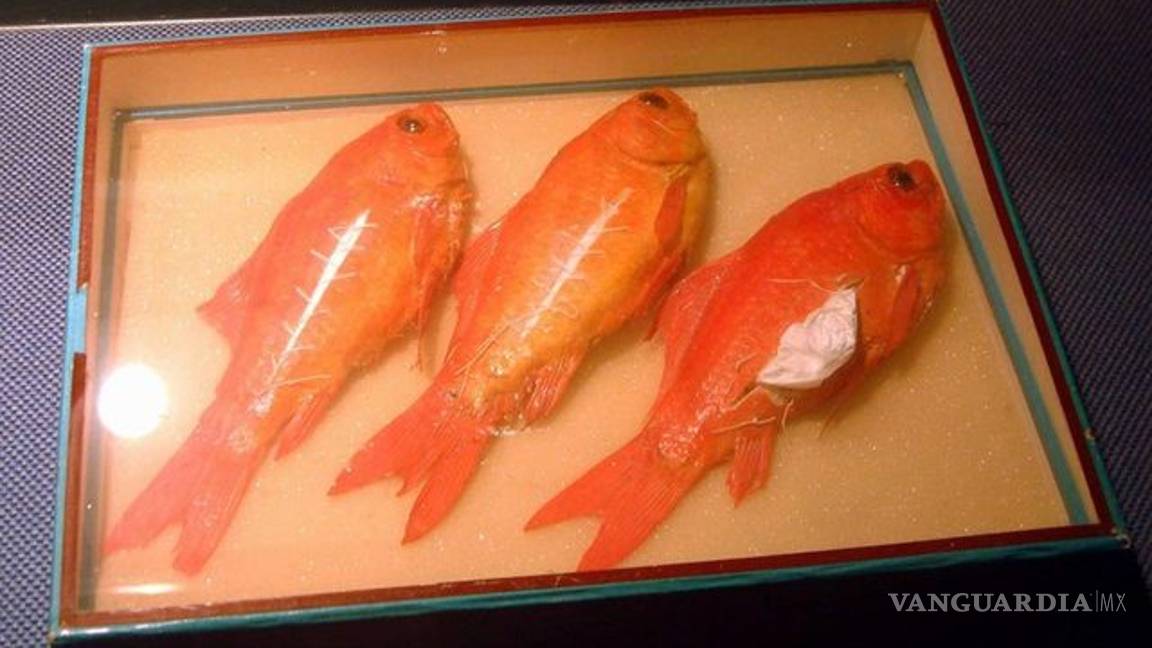 $!Las formas más extrañas en las que los traficantes transportan su droga