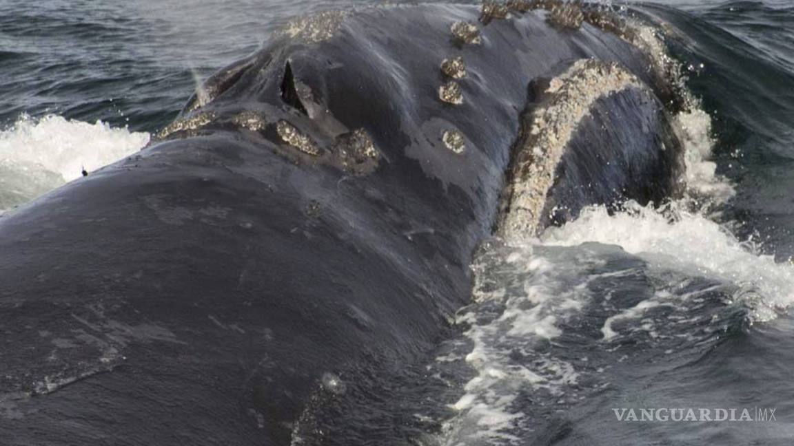 Graban canto de una de las ballenas más raras del planeta por primera vez