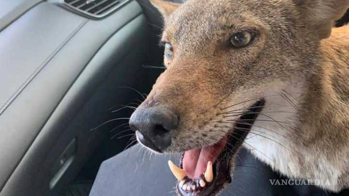 Joven cree rescatar a un perrito... pero en realidad era ¡un coyote!
