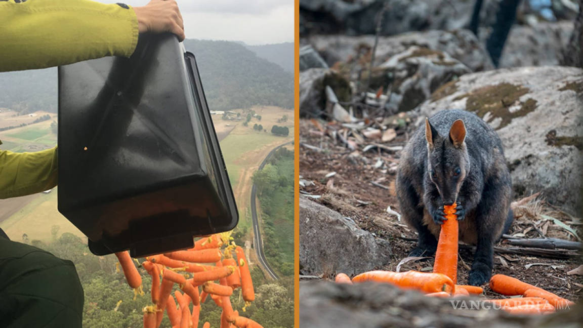 VIDEO: 'Llueven' miles de zanahorias para alimentar animales en Australia