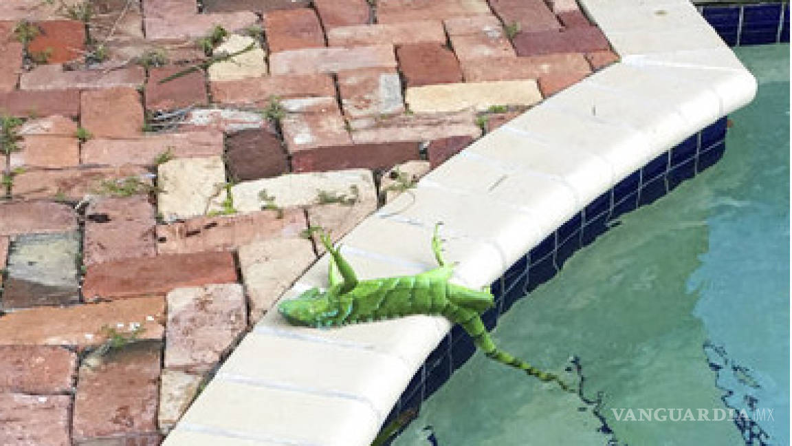 Por bajas temperaturas, las iguanas se congelan en Florida