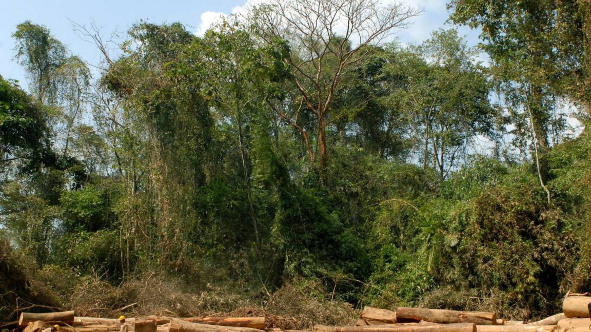 $!Dos trabajadores indígenas talan un árbol de gran tamaño en la comarca indígena Embera-Wounaan de La Pulida, Panamá.