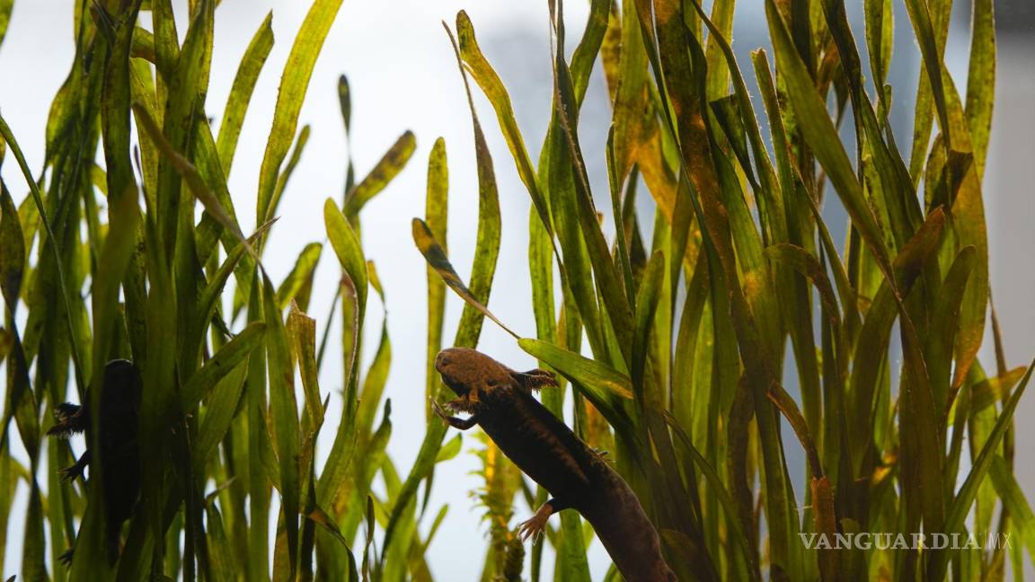 $!Un ajolote nada en un tanque en el Zoológico del Parque Chapultepec en la Ciudad de México.