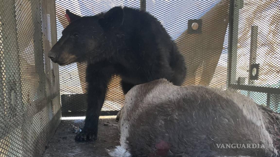 Tras avistamiento de familia de osos al sur de Saltillo, capturan a osezno en colonia Lomas de Lourdes