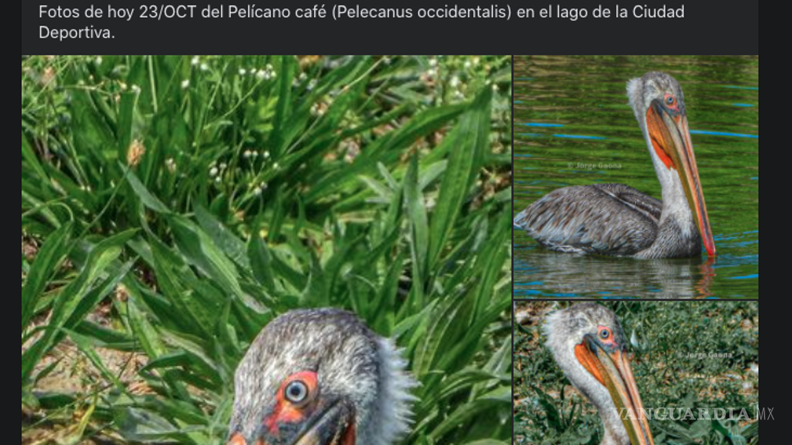 $!¿Un pelícano? ¡Varios! La Ciudad Deportiva de Saltillo es un sitio que suelen visitar