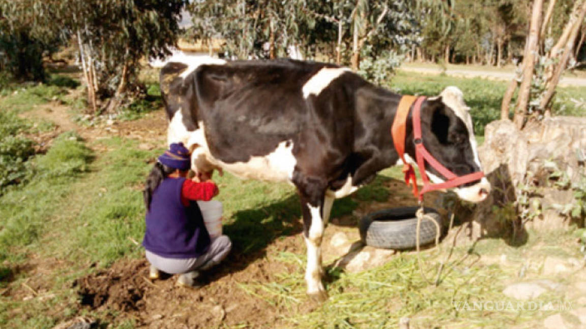 Pequeños productores de leche esperan vender mil millones de litros en 2019