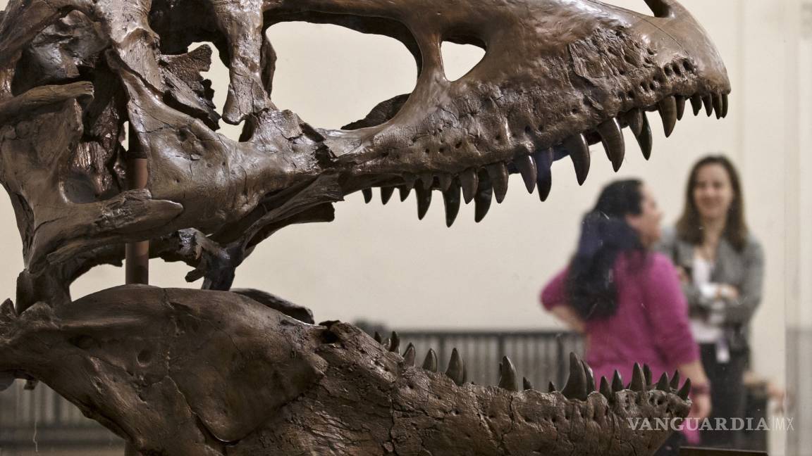 Encuentran el cráneo más grande de un Tyrannosaurus rex