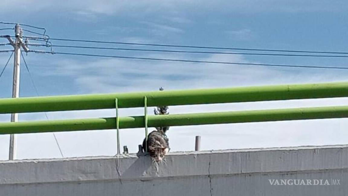 $!El gatito espera encontrar una familia dispuesta a brindarle el amor y los cuidados que merece.