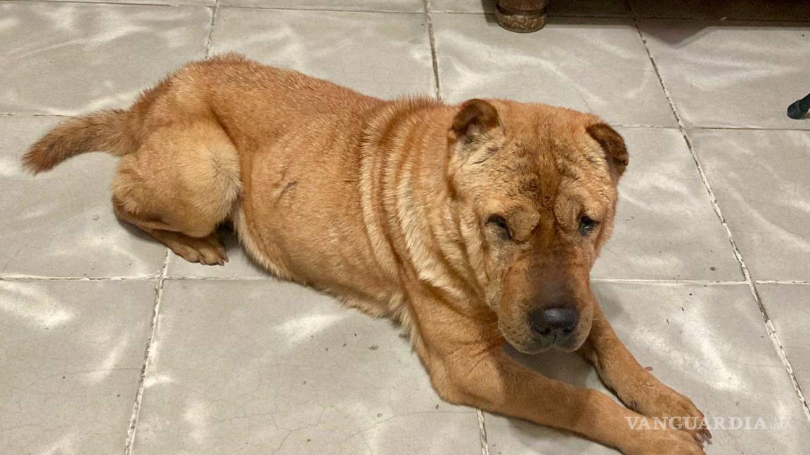 En Saltillo, una perrita ciega, rescatada del abandono, espera una segunda oportunidad