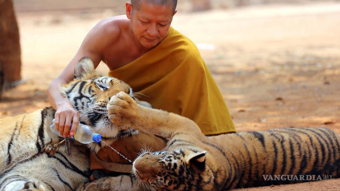 $!Rescatan a 137 tigres de un templo budista en Tailandia