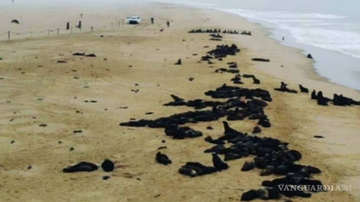 Más de 7 mil focas muertas en playa de Namibia