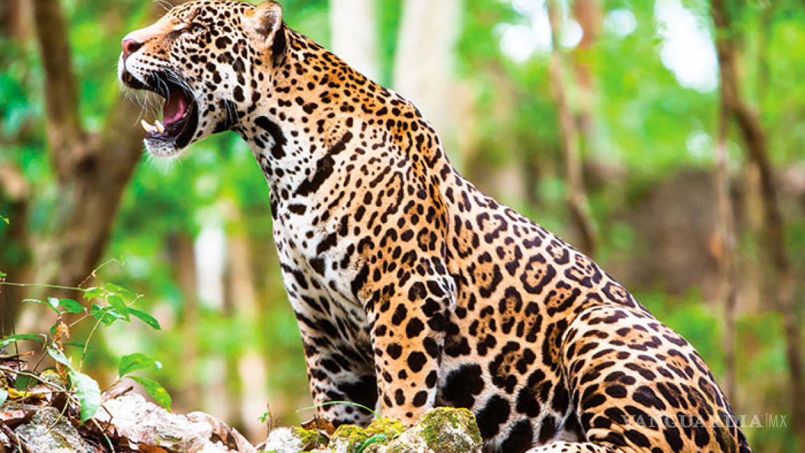 Aumenta la población de jaguares, pero sigue en peligro