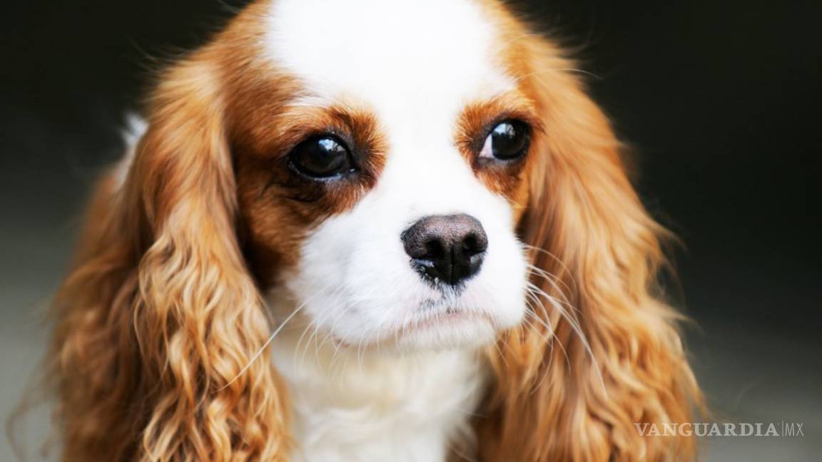 $!Los peores perros para los niños (parte 2)