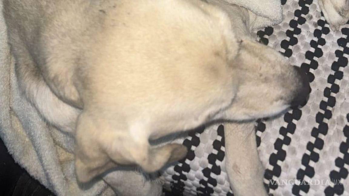 $!“Popi” fue llevada al veterinario tras recibir un impacto de bala en una de sus patas.