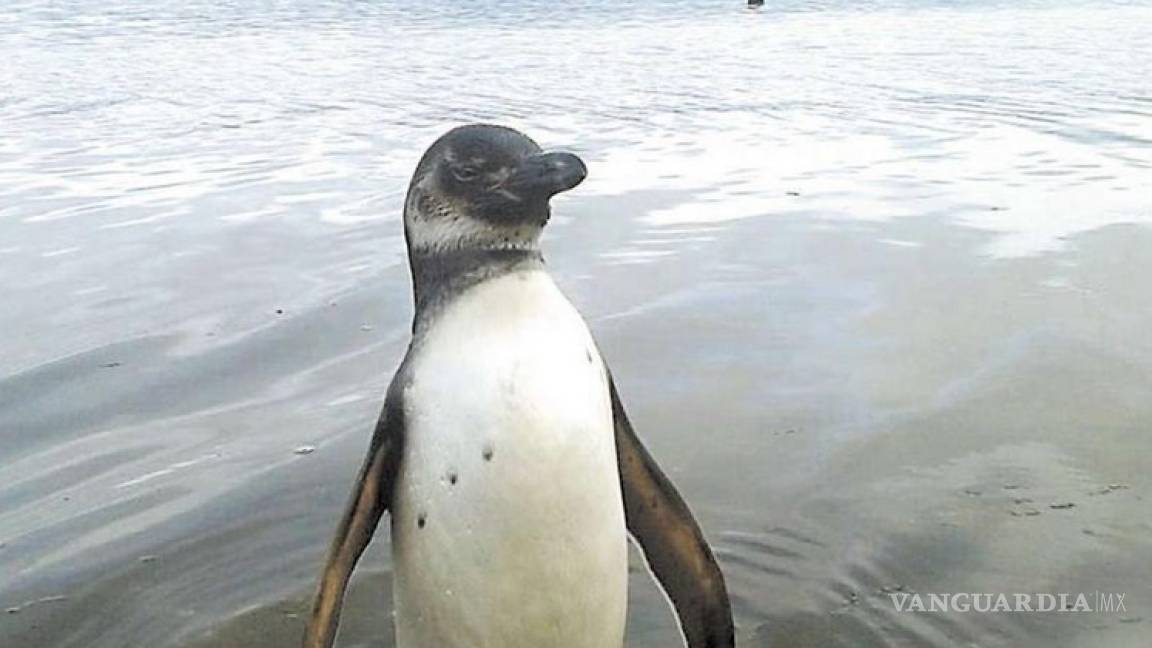 Denuncian matanza de pingüinos y lobos marinos para usar de carnada en Chile